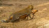 African Cats