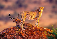 Sunrise on the Serengeti-1