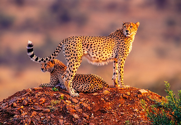 Sunrise on the Serengeti-1
