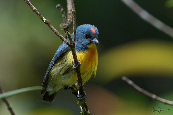 Crimson Breasted Flowerpecker