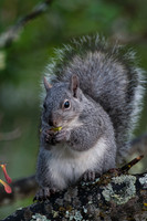 Squirrels, Chipmunks, Rabbits, Raccoons, Skunks