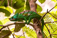 Reptiles and Amphibians