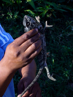 Chameleon-Panther-4