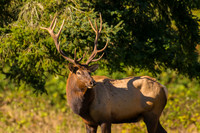 REJ_7215