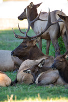 REJ_7199