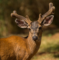 REJ_6898