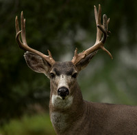 Deer, Elk, Moose, Pronghorn Antelope