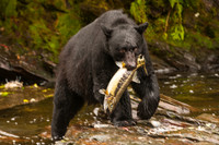 Black Bear