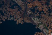 ORE_1082