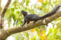 Squirrels, Coluga