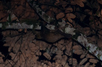 ORE_1088
