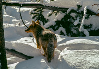 Coyote in Snow ca