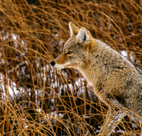 Coyote in Grass ca