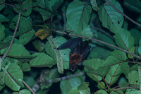 ORE_1705