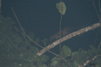 ORE_1479