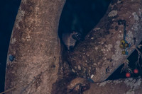 ORE_0900