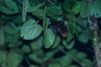 ORE_1707