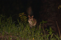 Palm Civet, Leopard Cat, Fruit Bat
