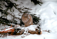 Bobcat I ca
