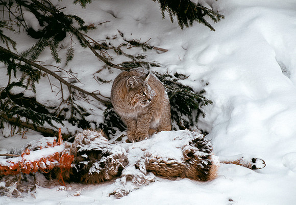 Bobcat I ca