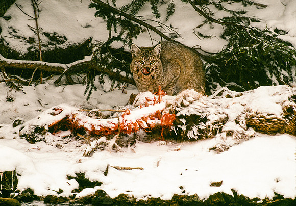 Bobcat III ca