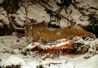 Cougar, Bobcat, Lynx