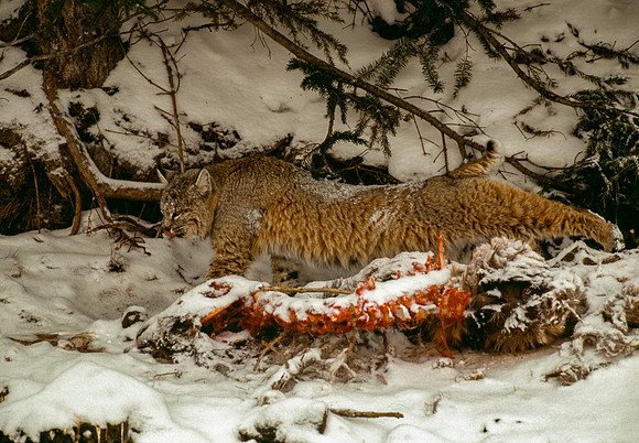 Bobcat II ca