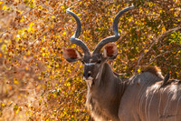 Afican Antelope