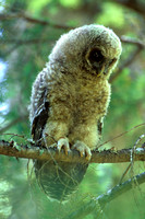 Owls