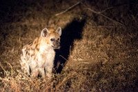 Striped and Spotted Hyena