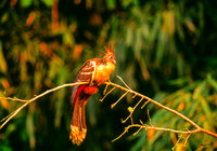 Peruvian Bird ca