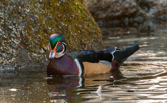D30_8016