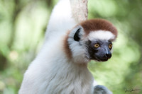 Lemurs