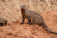 Mongoose, Cape Hare, Southern African Tree Squirrel, Rufous Elephant Shrew