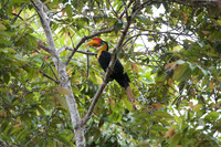 Eagles, Hawks, Owls, and Hornbills