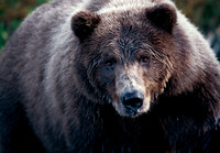 Grizzly II ca