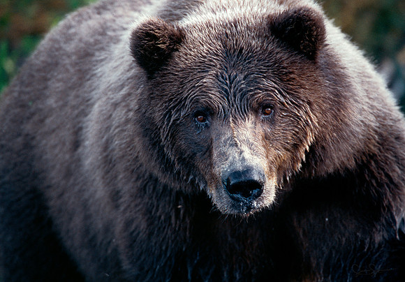 Grizzly II ca