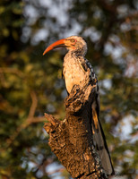 _REJ5979