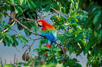 Red & Green Macaw-2