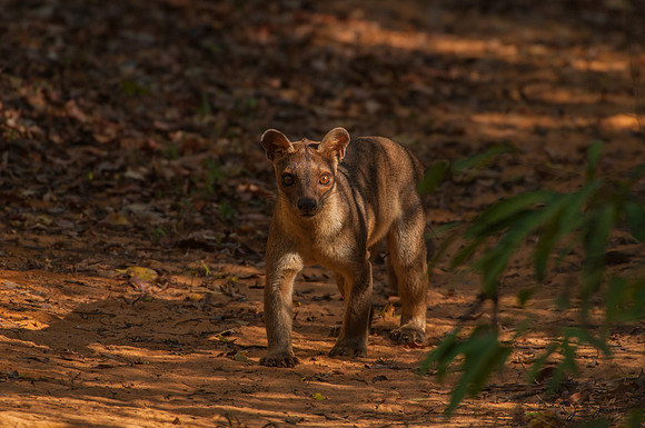 Fossa-Largest predator on Madagascar