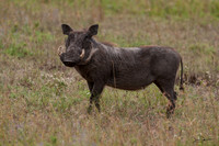 _DSC5205