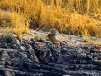 Tiger, Leopard