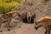 Spotted hyena den, Botswana