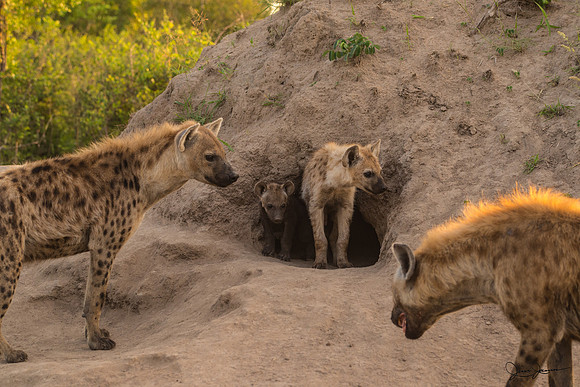Spotted hyena den, Botswana