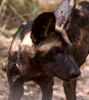 Cape Hunting Dog, Jackal, Wart Hog, Bush Pig