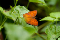 ORE_2475
