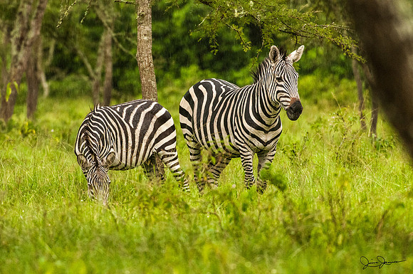 D30_1501