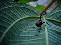 Insects and Arachnids