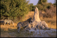 Zebra