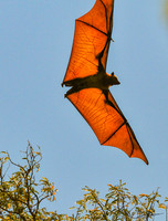 Bats and Fossa
